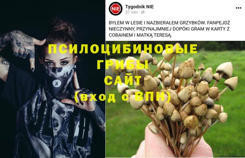 Галлюциногенные грибы Magic Shrooms  продажа наркотиков  нарко площадка какой сайт  Бирск 